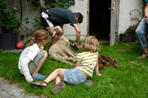 Schafscheren bei uns am Fenzhof