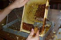 So kommt der Honig ins Glas.