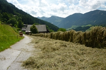 Heu zum Trocknen aufgelegt